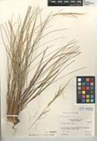 Pappostipa speciosa image