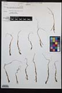 Camissonia strigulosa image
