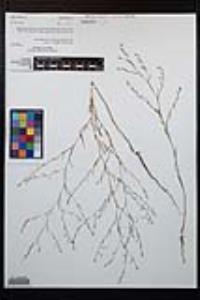 Gayophytum diffusum image