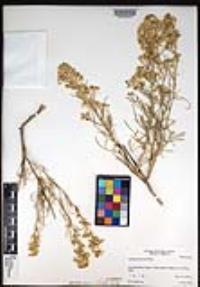 Lepidium fremontii image