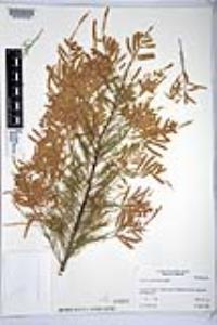 Tamarix chinensis image