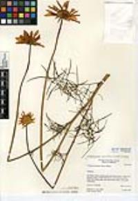 Coreopsis maritima image