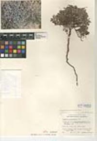 Euphorbia melanadenia image