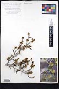 Ziziphus parryi image