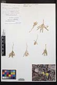 Camissoniopsis pallida subsp. pallida image