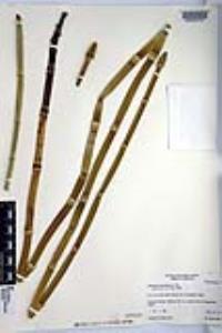 Equisetum laevigatum image