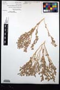 Atriplex elegans var. fasciculata image