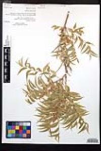 Sapindus saponaria image
