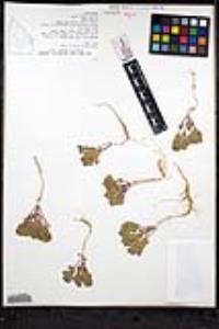Scutellaria nana var. nana image