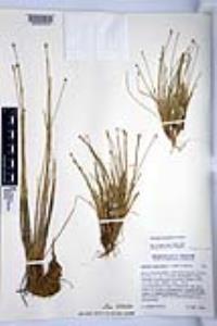 Eleocharis geniculata image