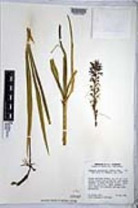 Camassia leichtlinii image