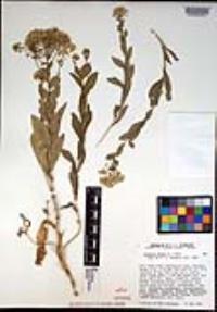 Lepidium draba image