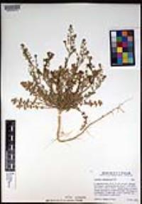 Lepidium lasiocarpum image