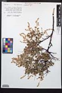 Holodiscus discolor image
