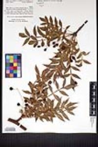 Bursera penicillata image
