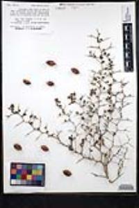 Ziziphus parryi image