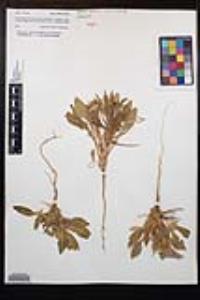 Oenothera cespitosa image