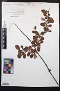 Cercocarpus montanus image