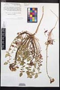 Chylismia claviformis var. aurantiaca image