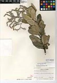 Eriodictyon crassifolium var. crassifolium image