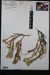 Ericameria cooperi image