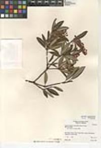 Comarostaphylis diversifolia subsp. diversifolia image