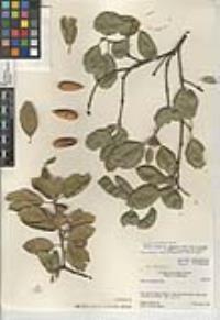 Quercus agrifolia image