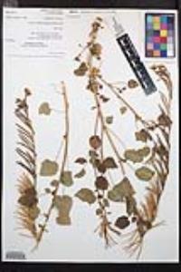Chylismia cardiophylla image