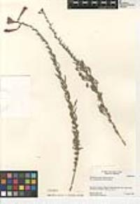 Epilobium canum image