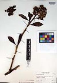 Pereskia grandifolia image