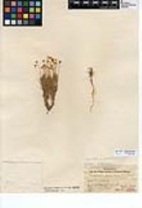 Thymophylla pentachaeta image