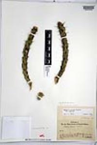 Cylindropuntia californica var. parkeri image