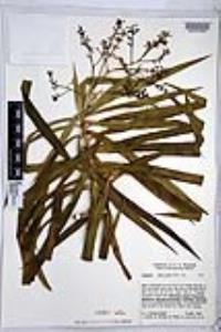 Dracaena americana image
