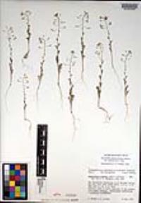 Descurainia pinnata subsp. menziesii image