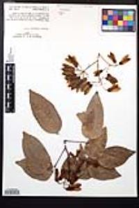 Thinouia tomocarpa image