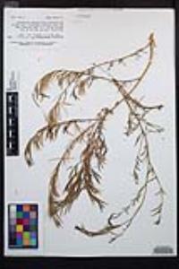Epilobium brachycarpum image