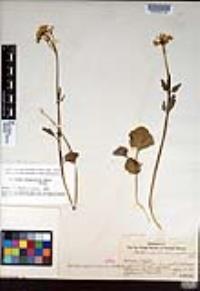Cardamine californica image