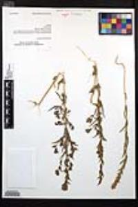 Epilobium densiflorum image