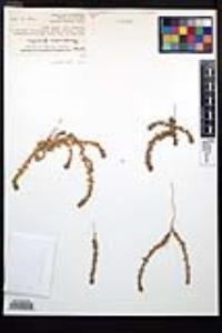 Epilobium campestre image
