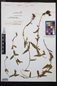 Epilobium ciliatum subsp. glandulosum image