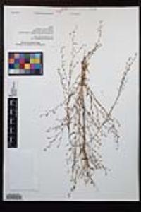 Gayophytum heterozygum image