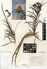 Chilopsis linearis subsp. arcuata image