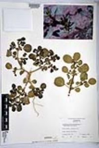 Trianthema portulacastrum image