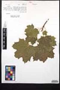 Acer platanoides image