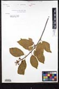 Frangula alnus image