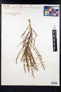 Adolphia californica image