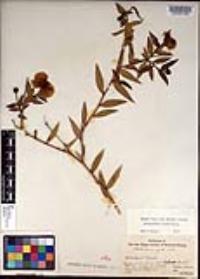 Dendromecon rigida image