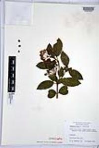 Viburnum tinus image