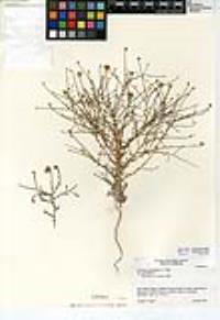 Lessingia glandulifera image