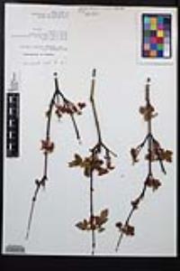 Acer glabrum var. glabrum image